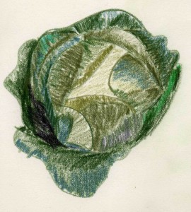 cabbage illustration