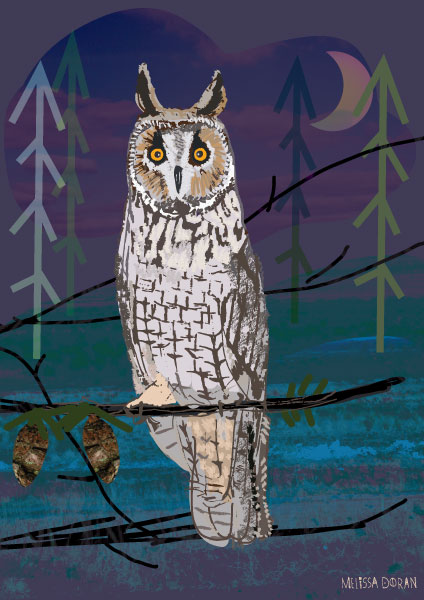 Long Eared Owl, Irish Wildlife Trust