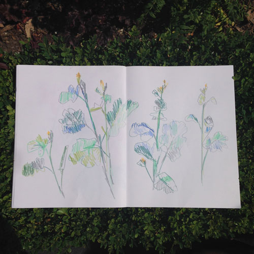 blue-flowers-melissa-doran